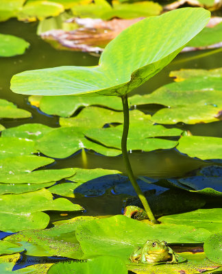 Frog and Lilypad