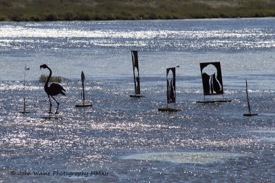 Virtual Flamingos