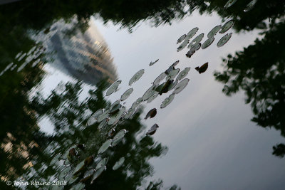 Gherkin and Lily Pads
