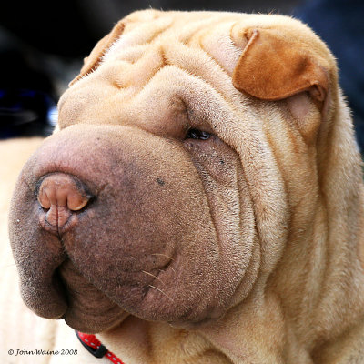 Wrinkly Pup
