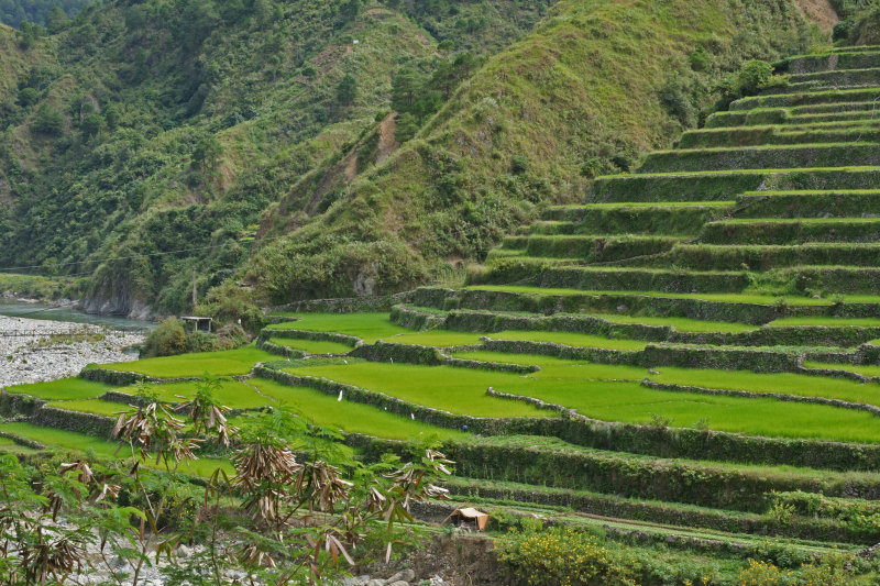 Rice Terraces- Banaue.jpg