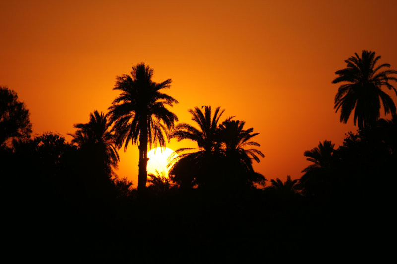 Nile Sunset Palms.jpg
