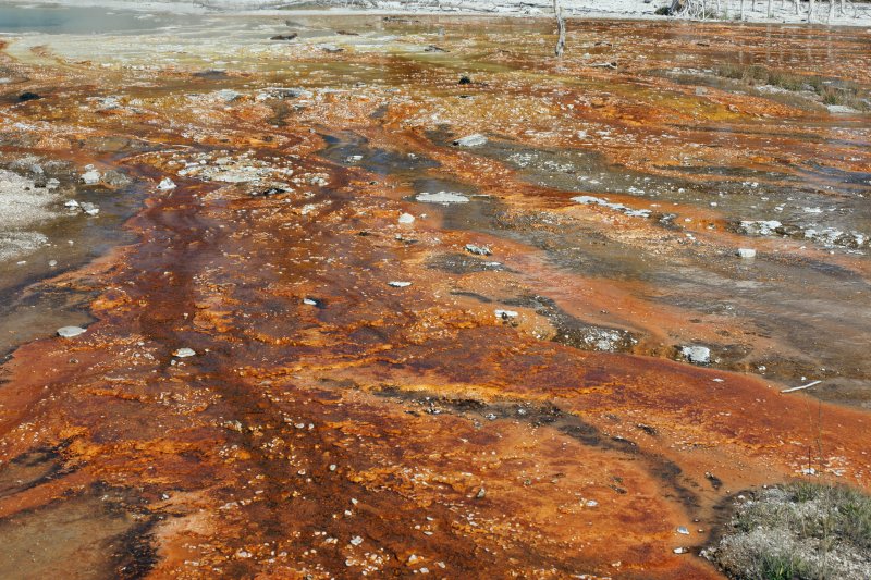 Algae and Bacteria.jpg