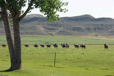 Horse Walk.jpg