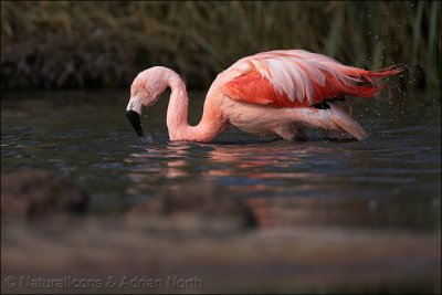 Chilean Flamingo (c) Bathing