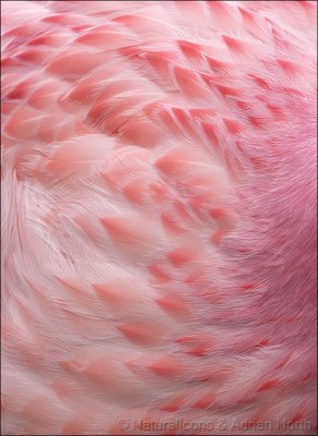 Pink Feather Detail