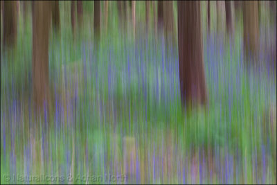 Bluebells and Beeches 1
