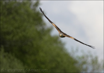 Red Kite, Gigrin Farm