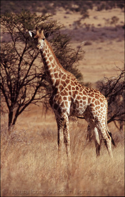 Giraffe in the Veldt