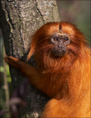 Golden Lion Tamarind on Tree