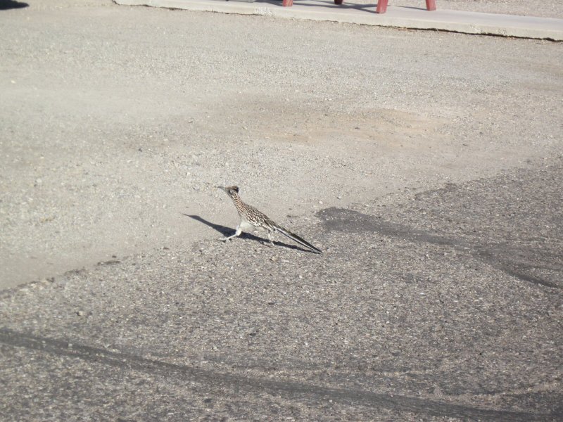 Mohave Valley - Roadrunner in motion.JPG