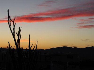 Mohave Valley - Ocotillo and sunset.JPG