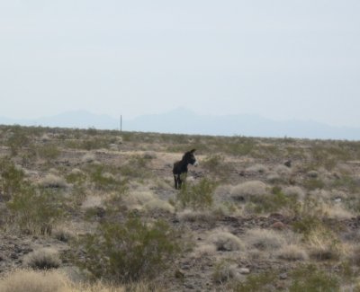 Mohave Valley - feral burro.JPG