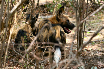 African Hunting Dog