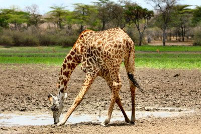 Maasai Giraffe