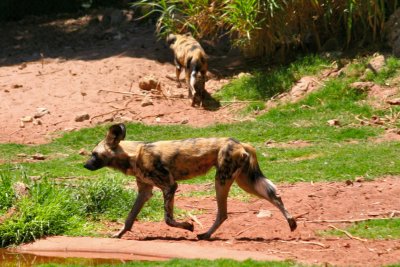 African Hunting Dog - Perth Zoo