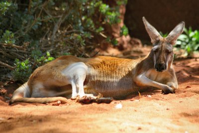 Perth Zoo