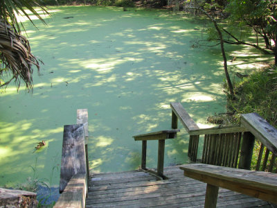 Catfish Hotel at Manatee Springs State Park