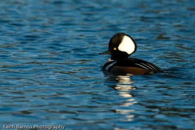 Waterfowl