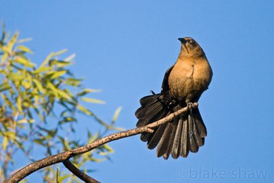 Great-Tailed Grackle, female