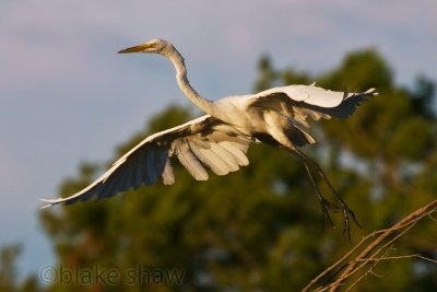 Great Egret