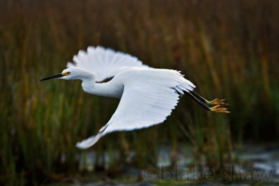 Snowy Egret