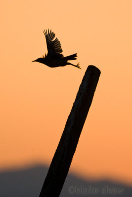 Western Meadowlark