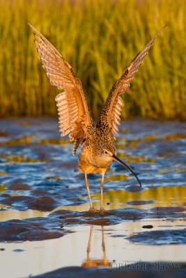 Long-Billed Curlew