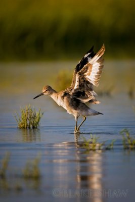 Willet