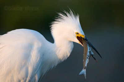 Snowy Egret