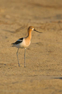 American Avocet