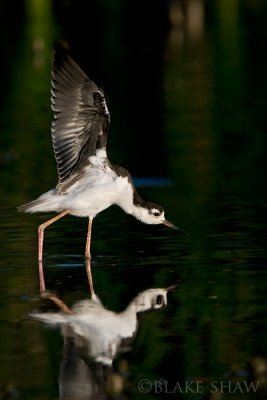 Black-Necked Stilt