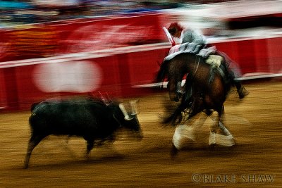 The Bullfight In Motion