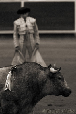 More Bullfight Images