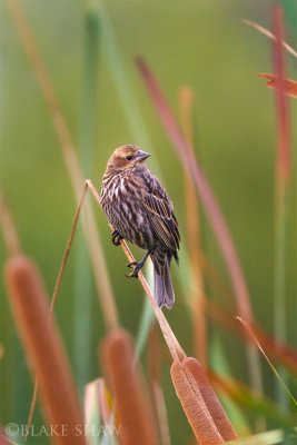 Red-Winged Blackbird, female
