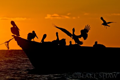 Brown Pelicans and gull