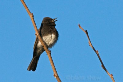 Black Phoebe