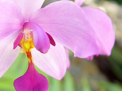 philippine ground orchids