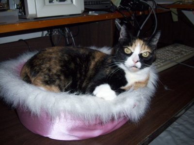 pets... past