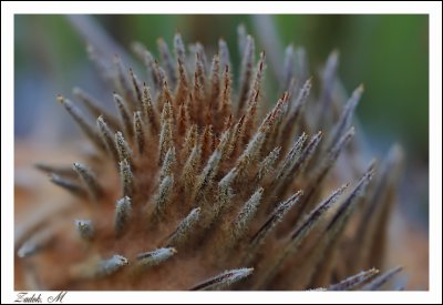 flower & macro - gallery