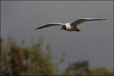 birds gallery