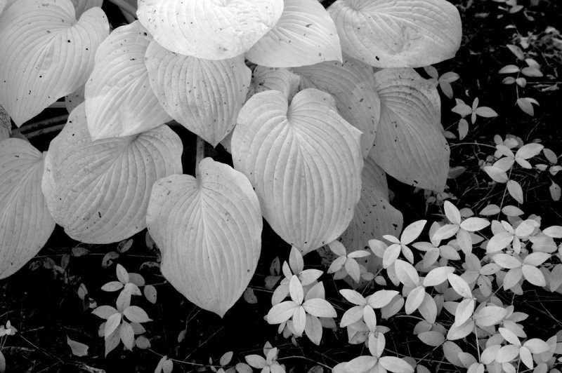 Hostas  Periwinkle 0208.jpg