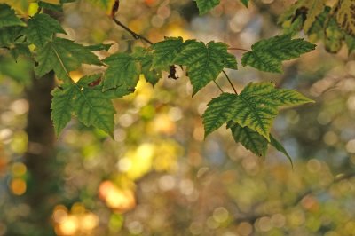 Leaves Bokeh f-8 1461.jpg