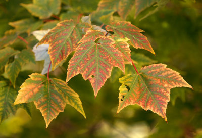 Red Maple Leaves 1458.jpg