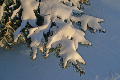 Snowy Spruce 2244.jpg
