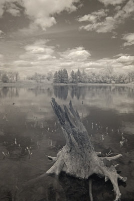 Loon Lake Stump 0077.jpg