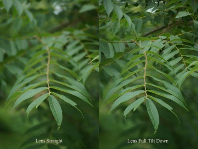 Walnut Leaf pair.jpg