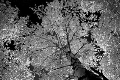 Birch Canopy 0568.jpg