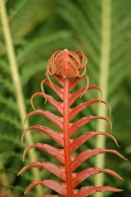 Red Fern 8538.jpg