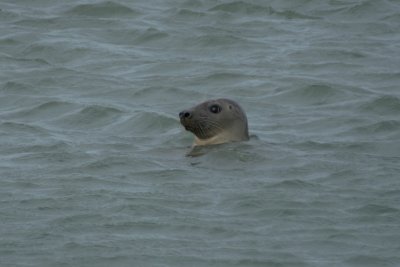 Grey Seal - Halichoerus grypus - Grijze Zeehond